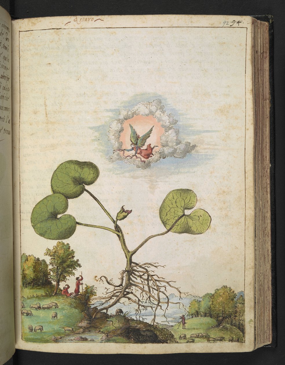 Asarum europaeum, uit "Schilderijen van Flora van de Romeinse Staten" door Gherardo Cibo door Gherardo Cibo