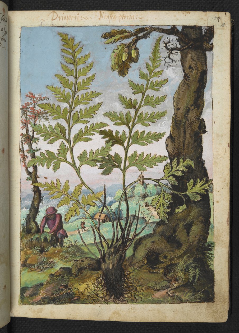Asplenium adianthum nigrum, uit 