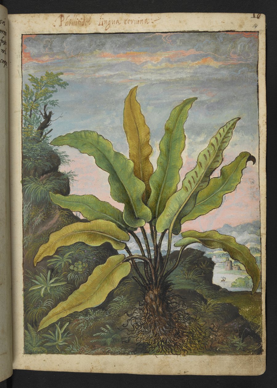 Asplenium scolopendrium, uit "Schilderijen van Flora van de Romeinse Staten" door Gherardo Cibo door Gherardo Cibo