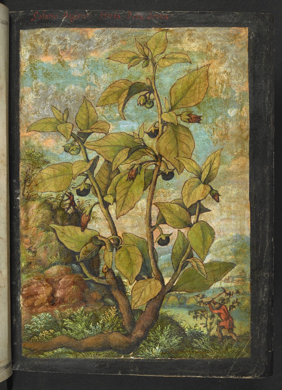 Atropa belladonna, uit 
