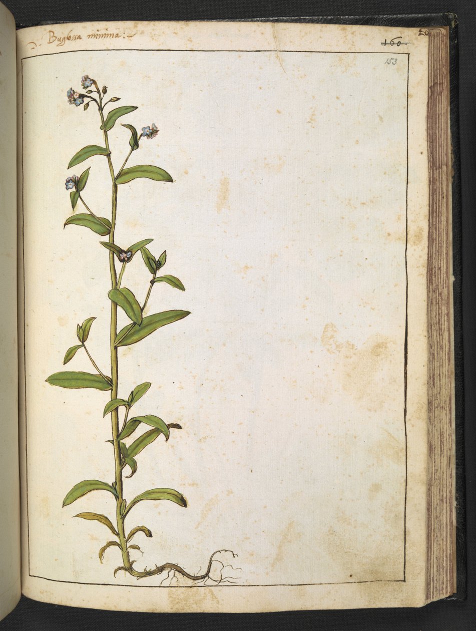 Buglossa, Anchusa azurea (Loddon Royalist), uit "Schilderijen van Flora van de Romeinse Staten" door Gherardo Cibo door Gherardo Cibo