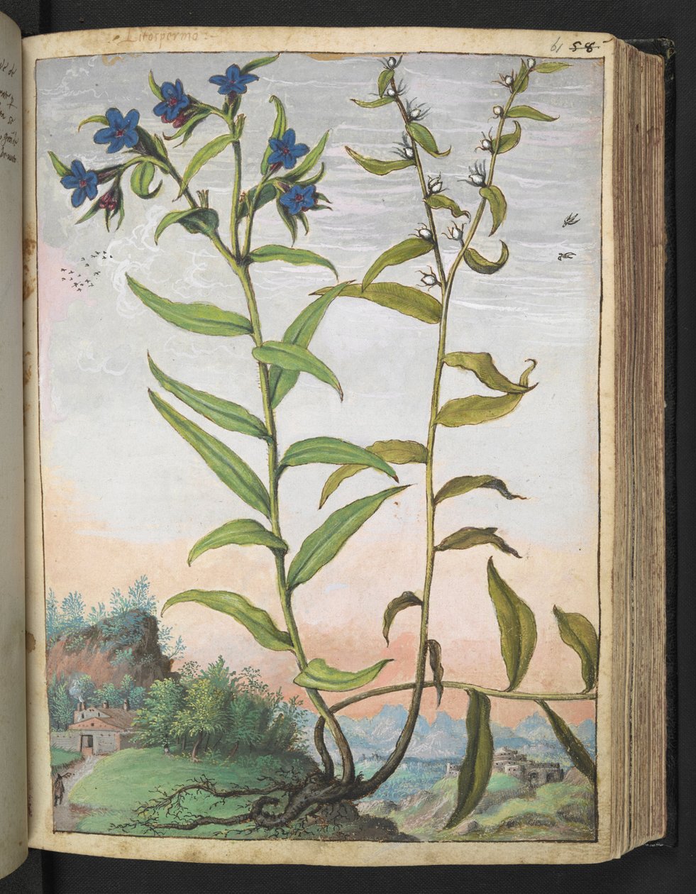 Buglossoides purpurocaerulea, uit "Schilderijen van Flora van de Romeinse Staten" door Gherardo Cibo door Gherardo Cibo