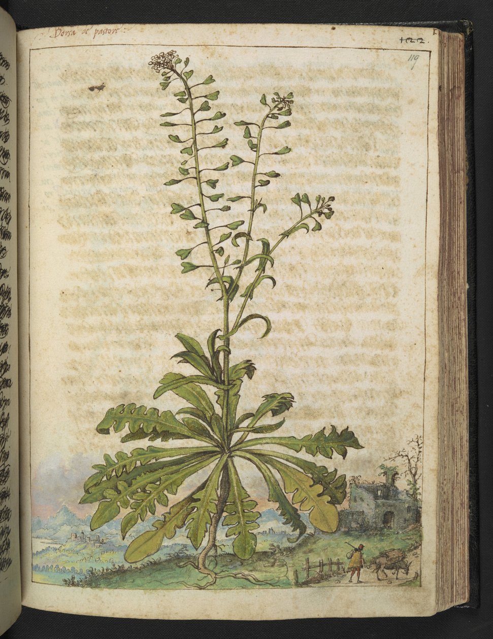 Capsella bursa-pastoris, uit 