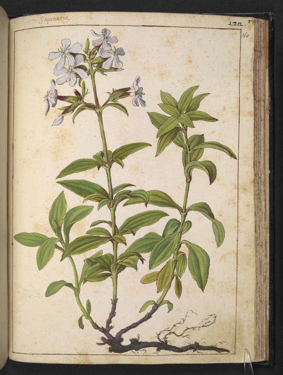 Caryophyllaceae (Zeepkruid): een geslacht van bloeiende planten in de anjerfamilie, uit "Schilderijen van Flora van de Romeinse Staten" door Gherardo Cibo door Gherardo Cibo