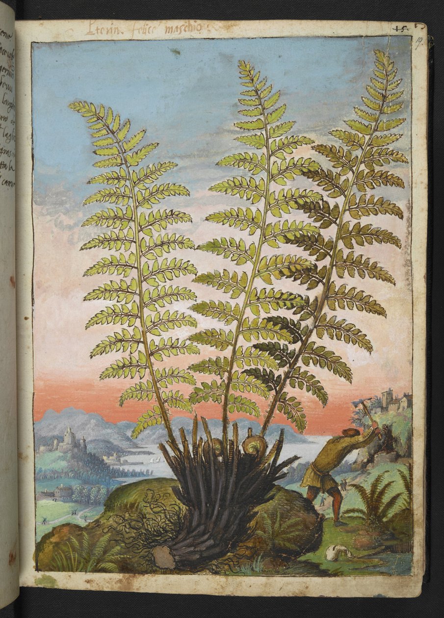 Dryopteris filix mas: Een varen, uit 