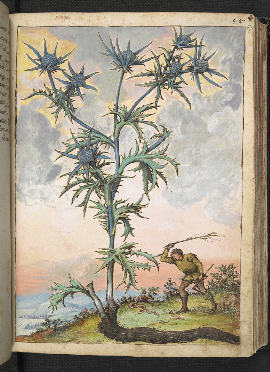 Eryngium maritimum, uit "Schilderijen van Flora van de Romeinse Staten" door Gherardo Cibo door Gherardo Cibo
