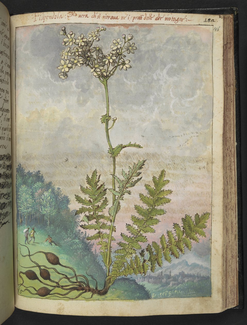 Filipendula vulgari, uit "Schilderijen van Flora van de Romeinse Staten" door Gherardo Cibo door Gherardo Cibo