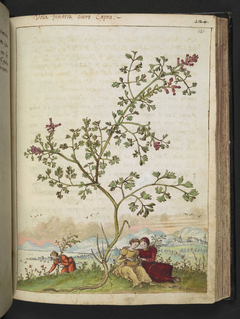 Fumaria gaillardotii, uit 