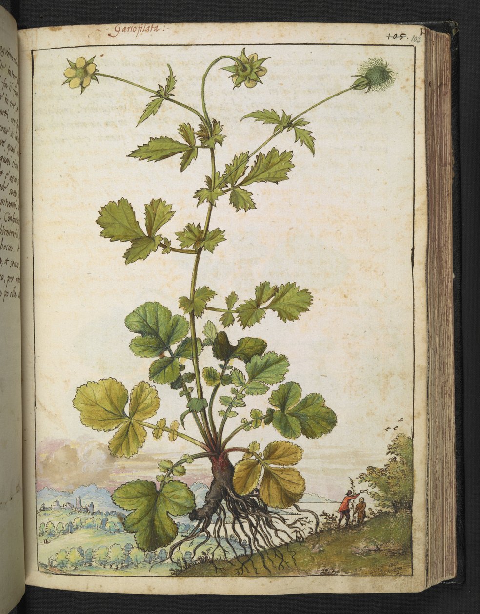 Geum urbanum, uit "Schilderijen van Flora van de Romeinse Staten" door Gherardo Cibo, Add MS 22333, f103r, c.1564-84 door Gherardo Cibo