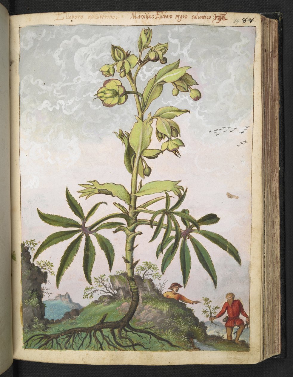 Helleborus foetidus, uit "Schilderijen van Flora van de Romeinse Staten" door Gherardo Cibo door Gherardo Cibo