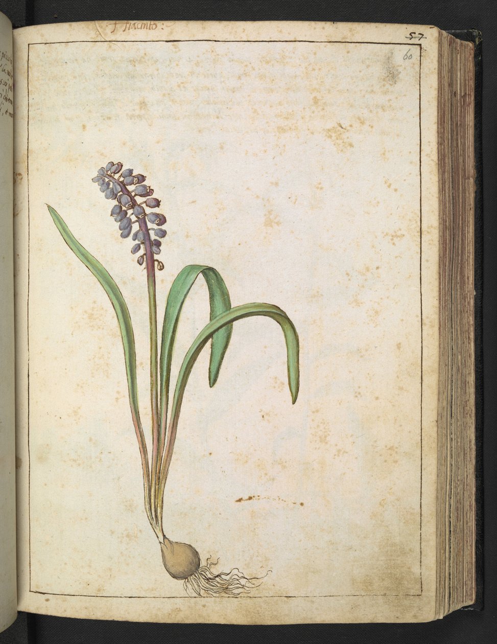 Hyacinthus, uit "Schilderijen van Flora van de Romeinse Staten" door Gherardo Cibo, Add MS 22333, f060r, c.1564-84 door Gherardo Cibo