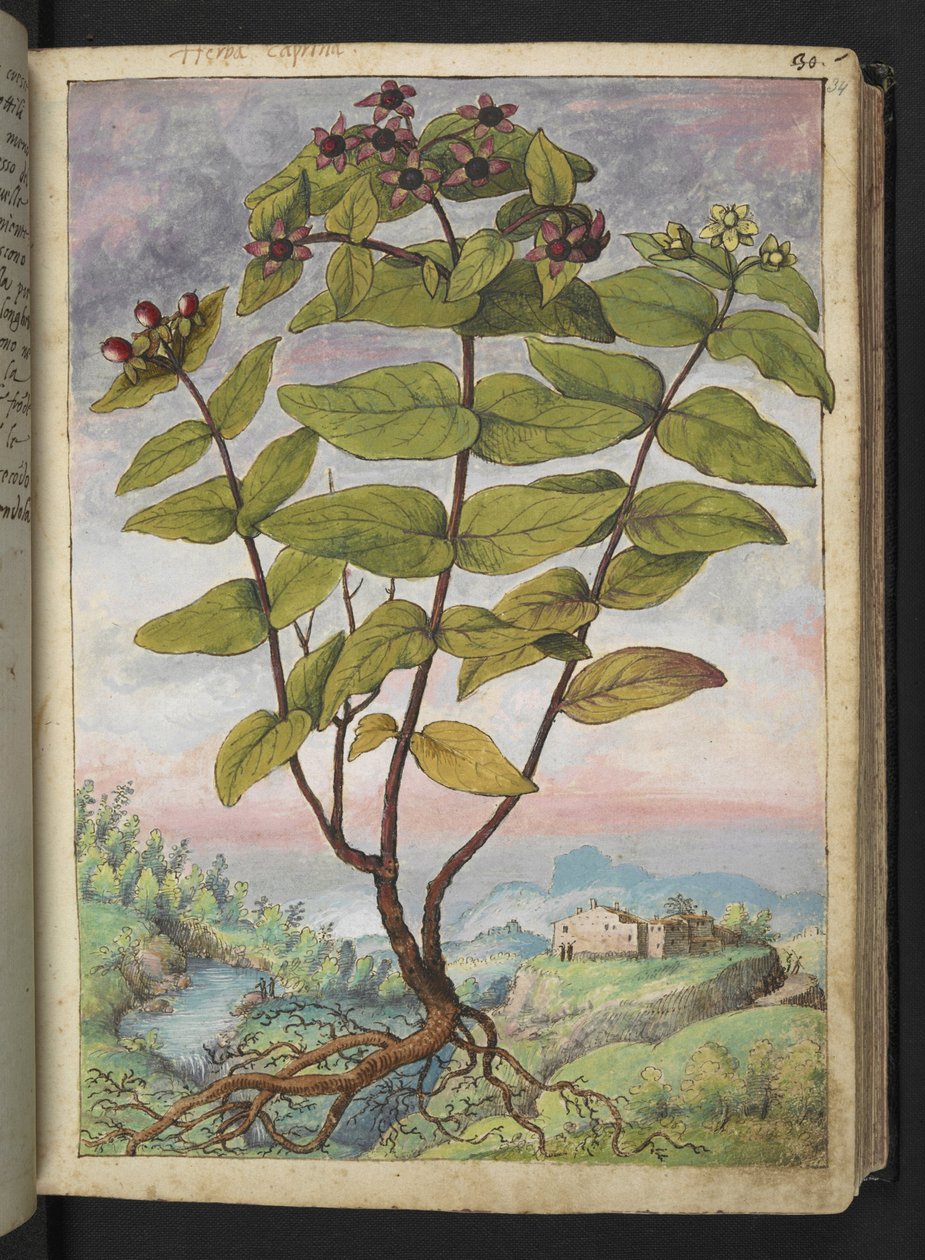 Hypericum hircinum, uit "Schilderijen van Flora van de Romeinse Staten" door Gherardo Cibo door Gherardo Cibo
