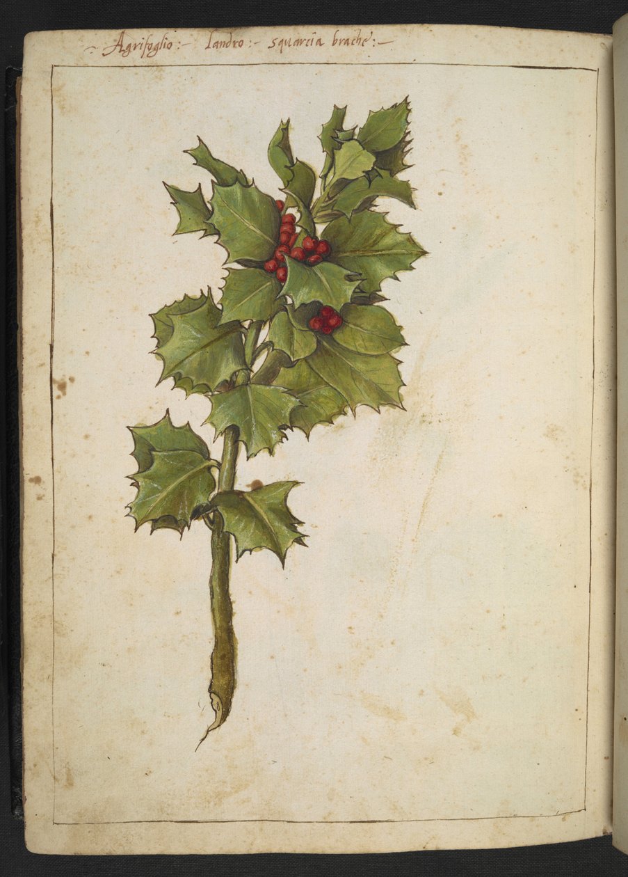 Ilex aquifolium (Hulst), uit "Schilderijen van Flora van de Romeinse Staten" door Gherardo Cibo, Add MS 22333, f182v, c.1564-84 door Gherardo Cibo