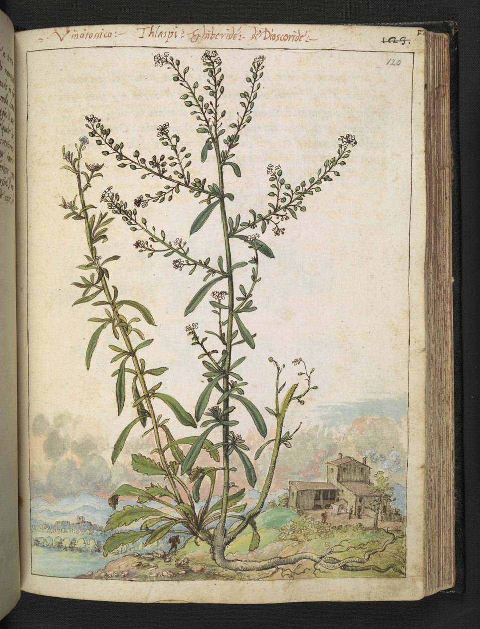Lepidium graminifolium, uit "Schilderijen van Flora van de Romeinse Staten" door Gherardo Cibo door Gherardo Cibo