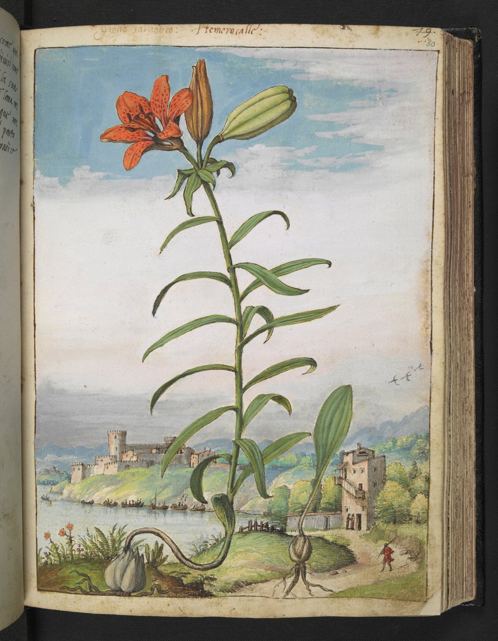 Lilium bulbiferum: Een plant met rode bloemblaadjes, uit 