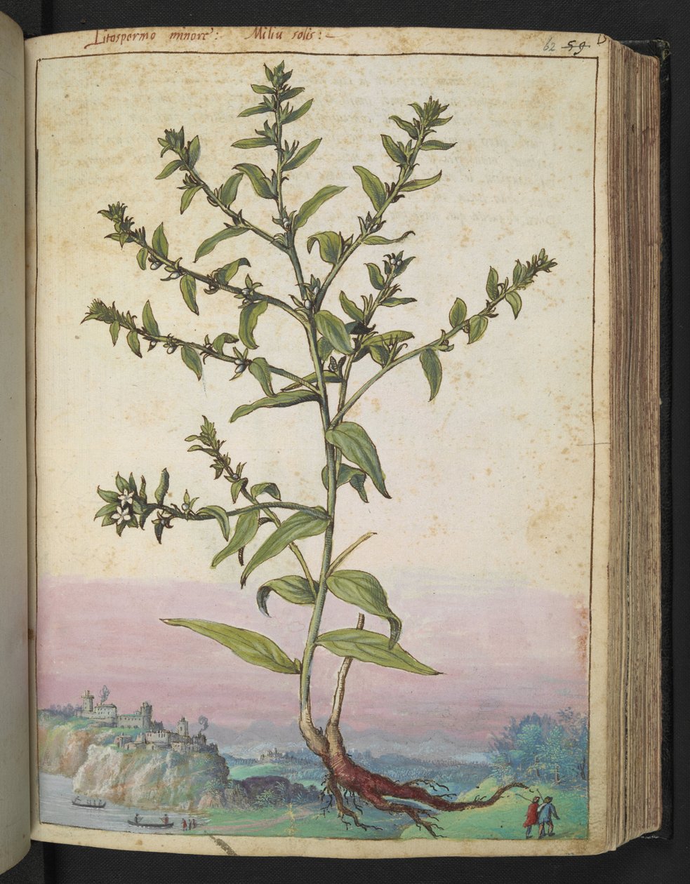 Lithospermum officinale, uit "Schilderijen van Flora van de Romeinse Staten" door Gherardo Cibo door Gherardo Cibo