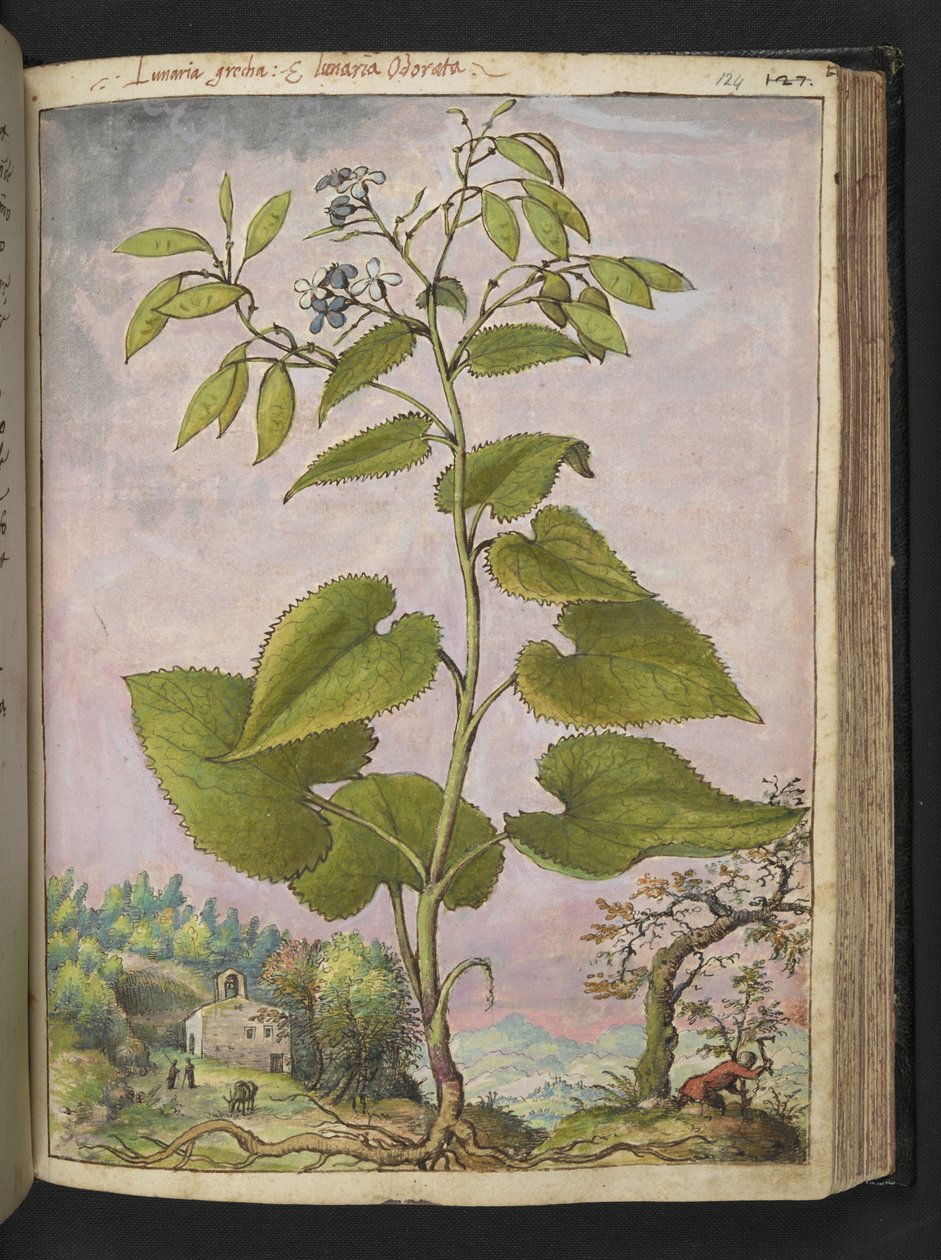 Lunaria redivivia, uit 