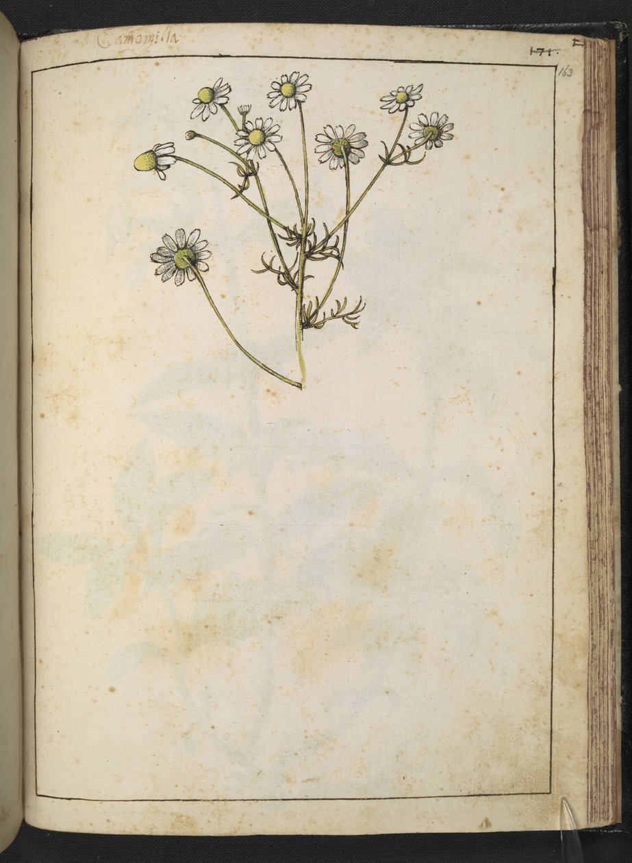 Matricaria chamomilla (Kamille), uit "Schilderijen van Flora van de Romeinse Staten" door Gherardo Cibo door Gherardo Cibo