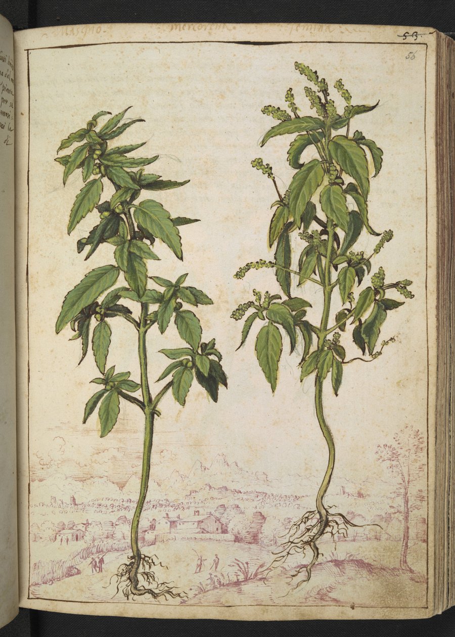 Mercurialis annua, uit "Schilderijen van Flora van de Romeinse Staten" door Gherardo Cibo, Add MS 22333, f056r, c.1564-84 door Gherardo Cibo