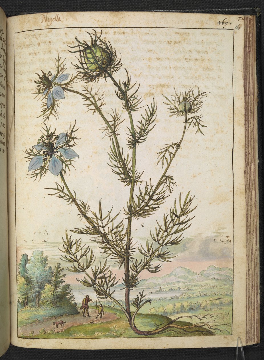 Nigella damascena, uit 