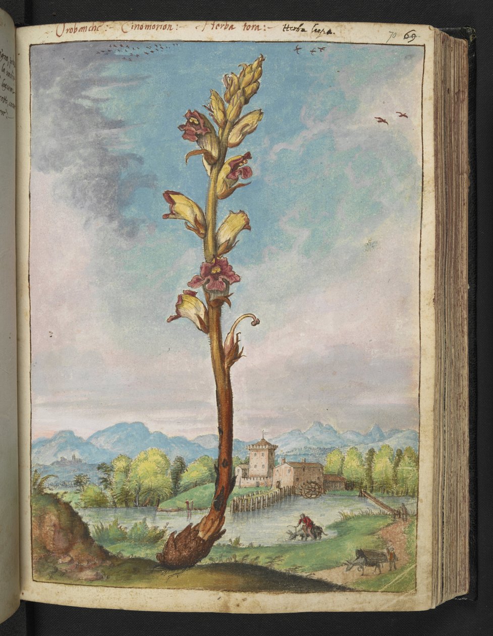 Orobanche gracilis, uit "Schilderijen van Flora van de Romeinse Staten" door Gherardo Cibo door Gherardo Cibo