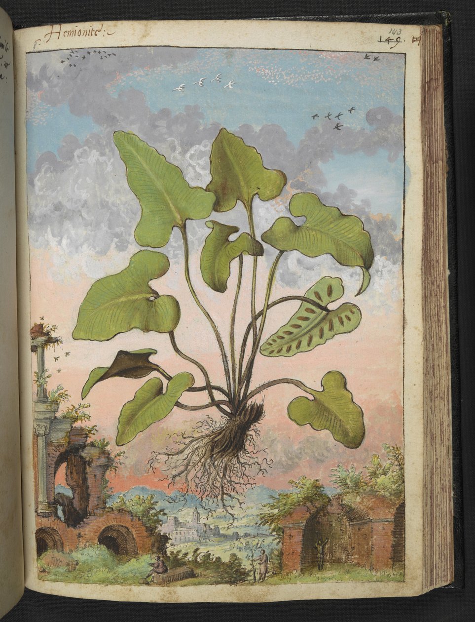 Phyllitis hemionitis, uit "Schilderijen van Flora van de Romeinse Staten" door Gherardo Cibo, Add MS 22333, f143r, c.1564-84 door Gherardo Cibo