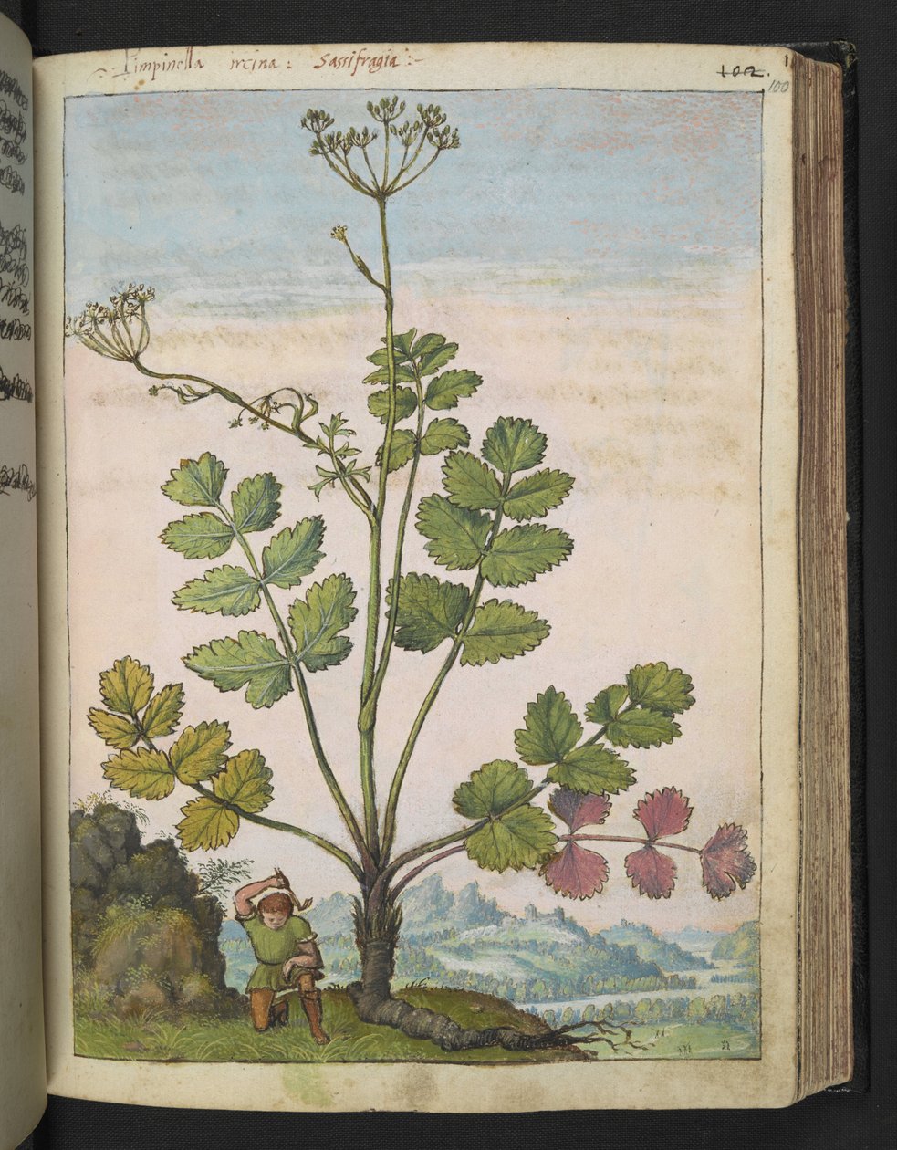 Pimpinella major, uit "Schilderijen van Flora van de Romeinse Staten" door Gherardo Cibo, Add MS 22333, f100r, c.1564-84 door Gherardo Cibo