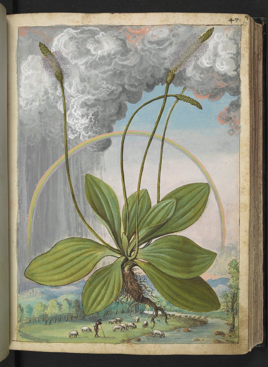 Plantago media, uit 