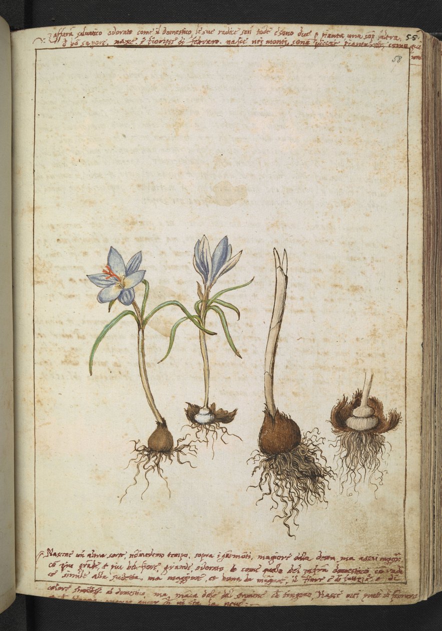 Planten tussen blauwe bloemen, uit "Schilderijen van Flora van de Romeinse Staten" door Gherardo Cibo door Gherardo Cibo