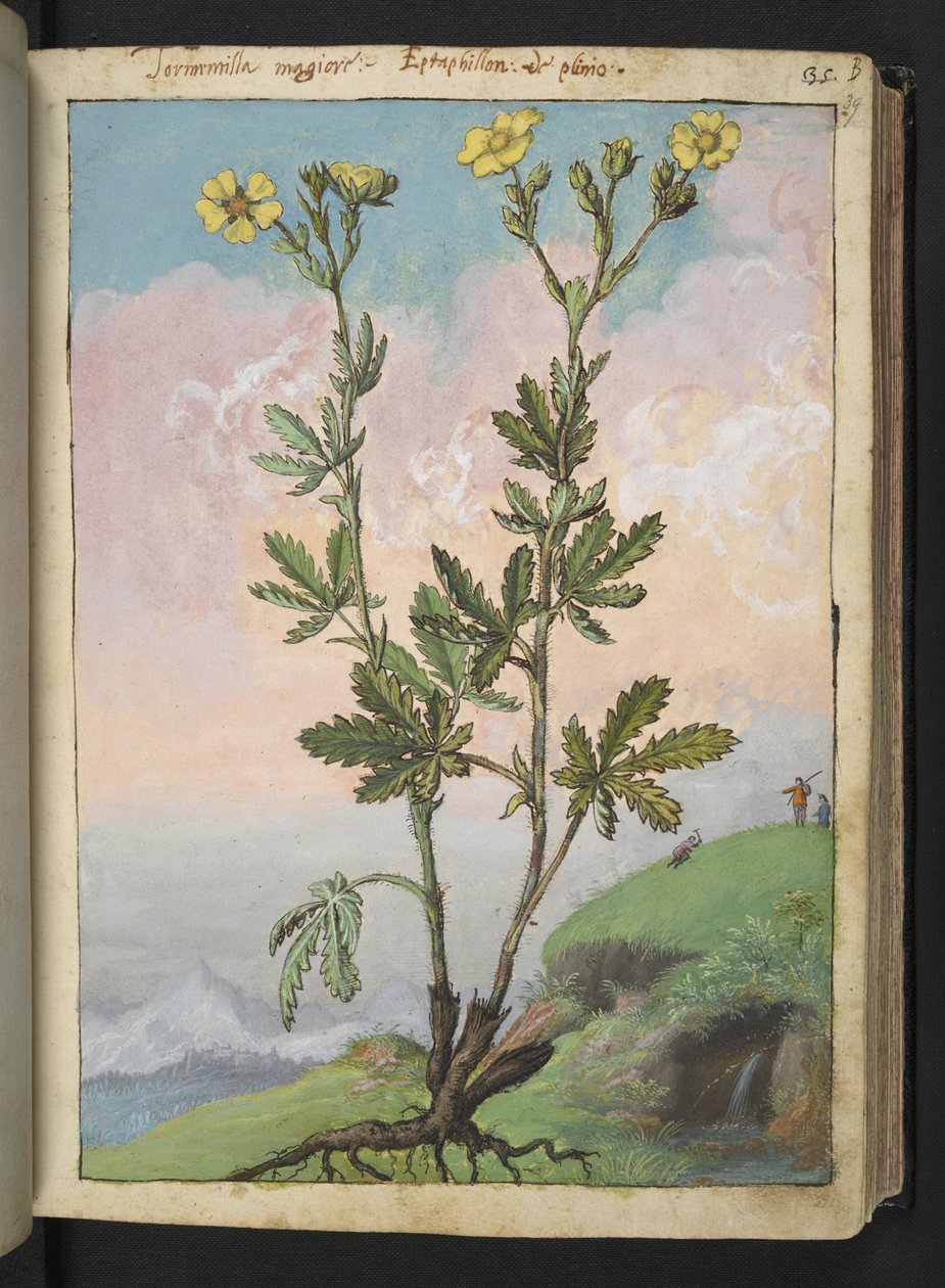 Potentilla recta: Een plant met gele bloemen, uit "Schilderijen van Flora van de Romeinse Staten" door Gherardo Cibo, Add MS 22333, f039r, c.1564-84 door Gherardo Cibo