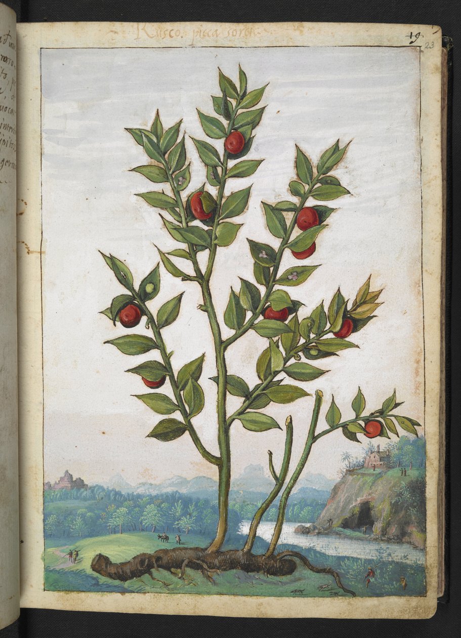 Ruscus aculeatus: Een plant met rode bessen, uit "Schilderijen van Flora van de Romeinse Staten" door Gherardo Cibo door Gherardo Cibo