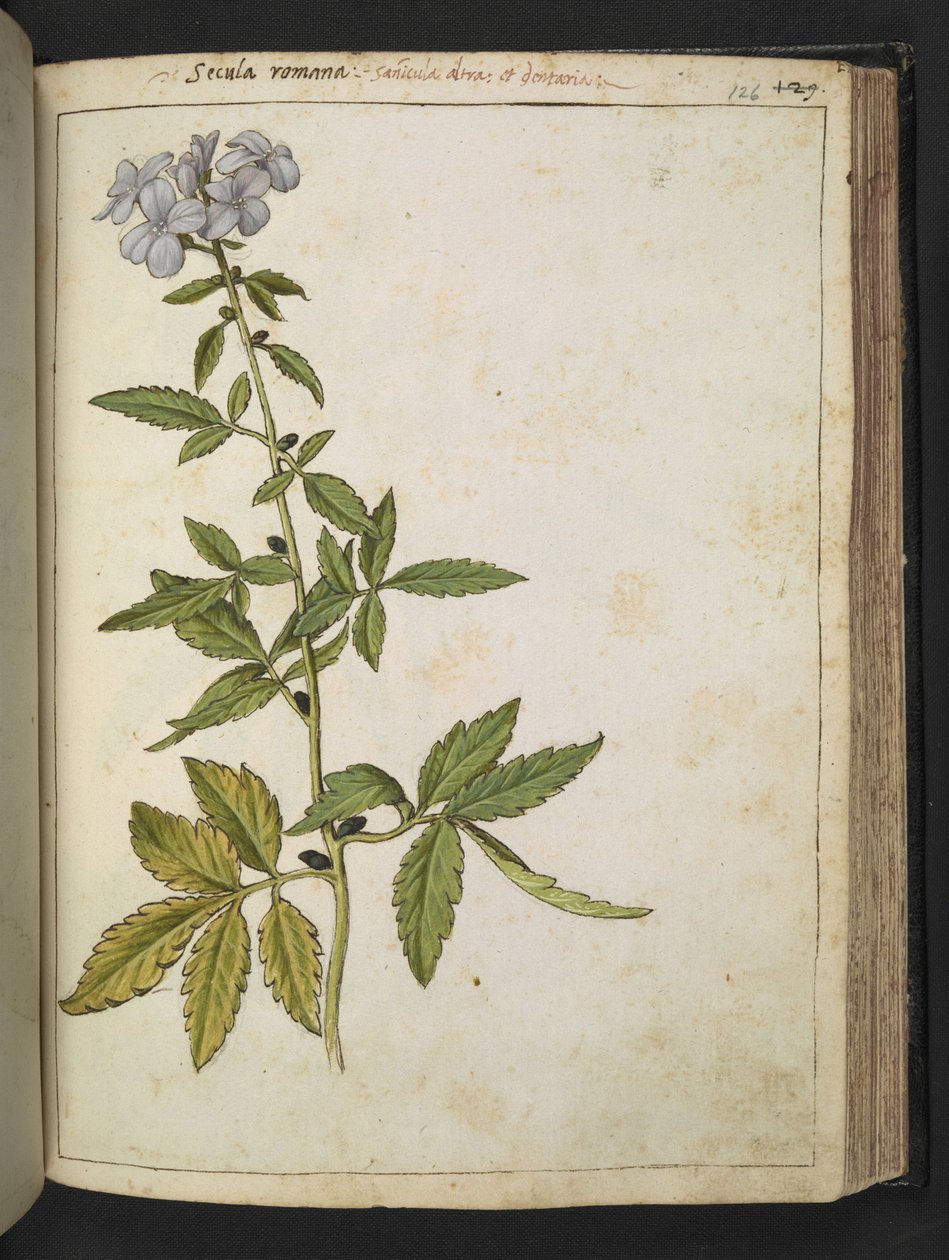 Sanicula, uit "Schilderijen van Flora van de Romeinse Staten" door Gherardo Cibo door Gherardo Cibo