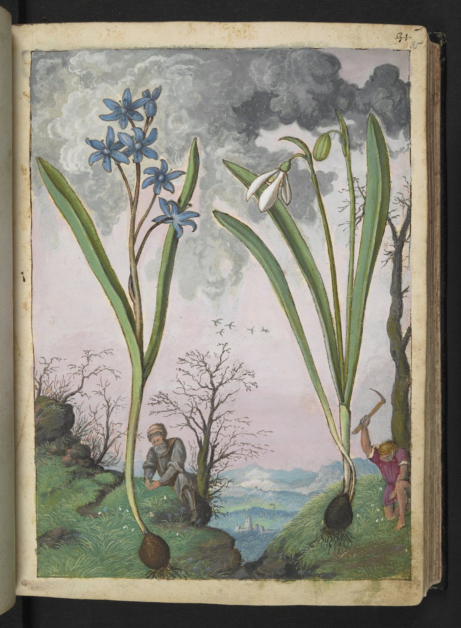 Scilla bifolia en Galanthus nivalis, uit "Schilderijen van Flora van de Romeinse Staten" door Gherardo Cibo, Add MS 22333, f035r, c.1564-84 door Gherardo Cibo