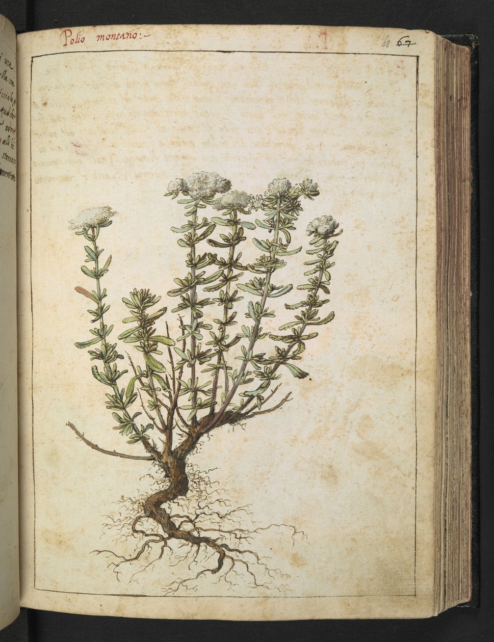 Teucrium montanum, uit "Schilderijen van Flora van de Romeinse Staten" door Gherardo Cibo door Gherardo Cibo