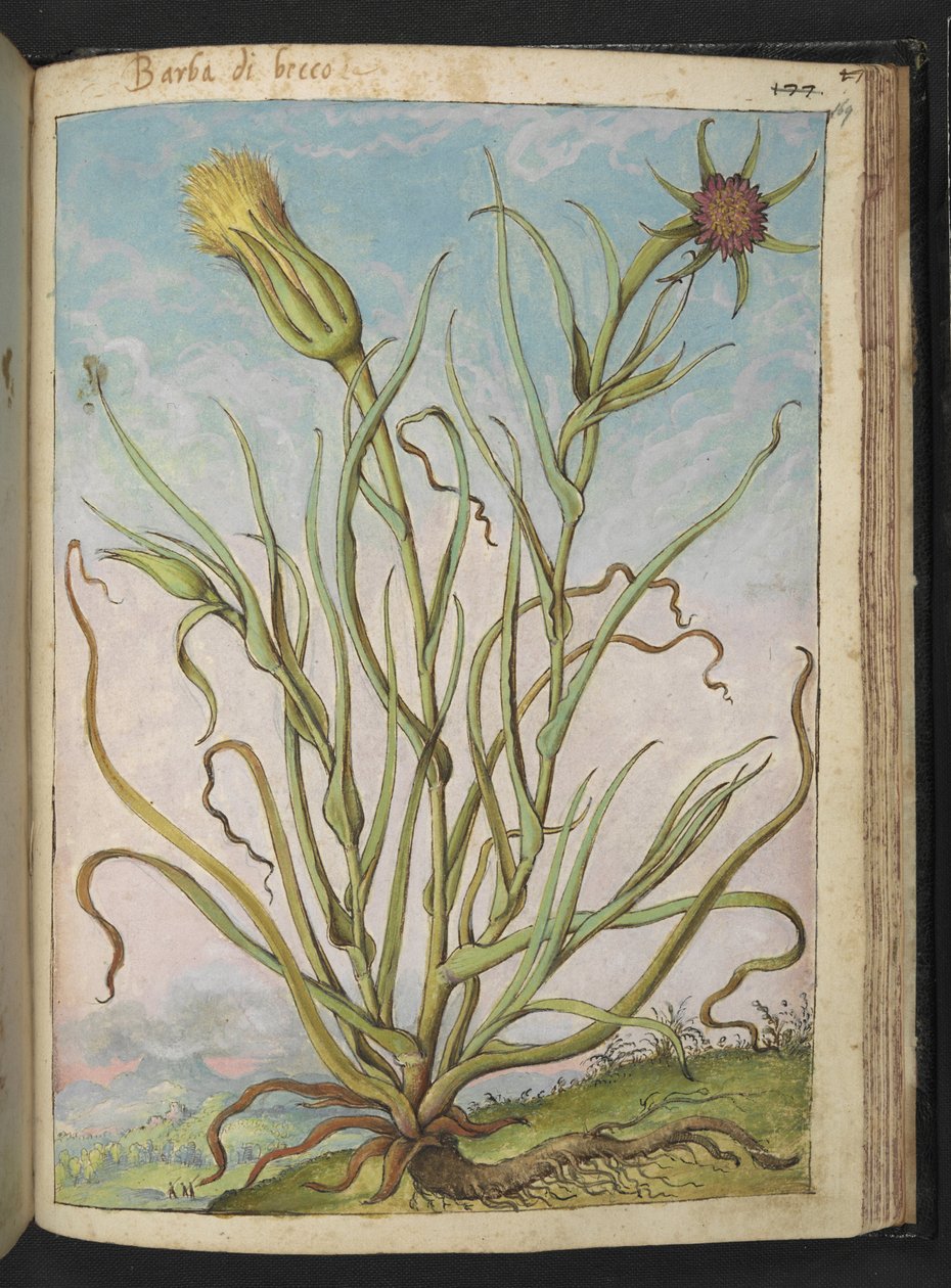 Tragopogon porrifolius, uit 