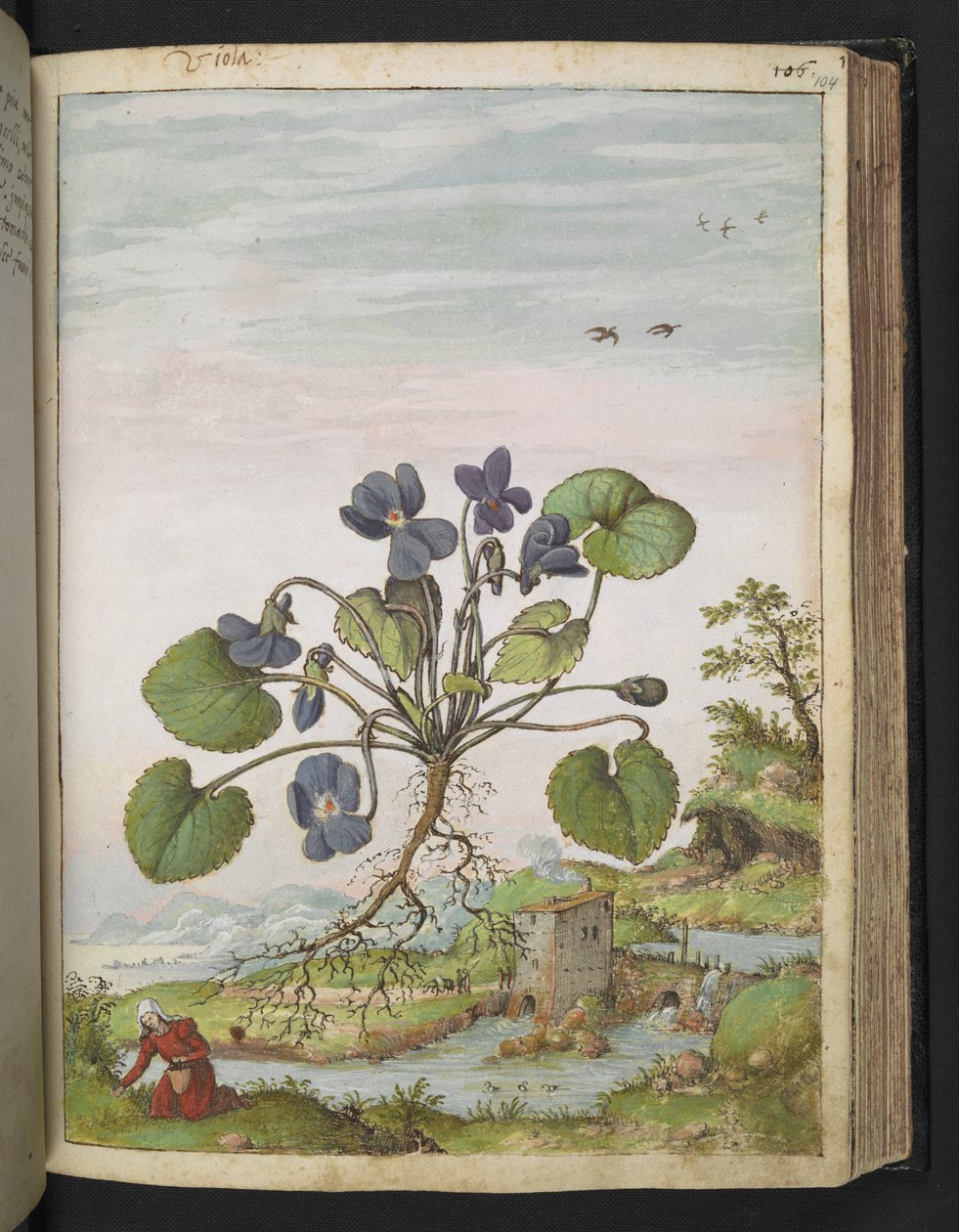 Viola odorata, uit "Schilderijen van Flora van de Romeinse Staten" door Gherardo Cibo door Gherardo Cibo