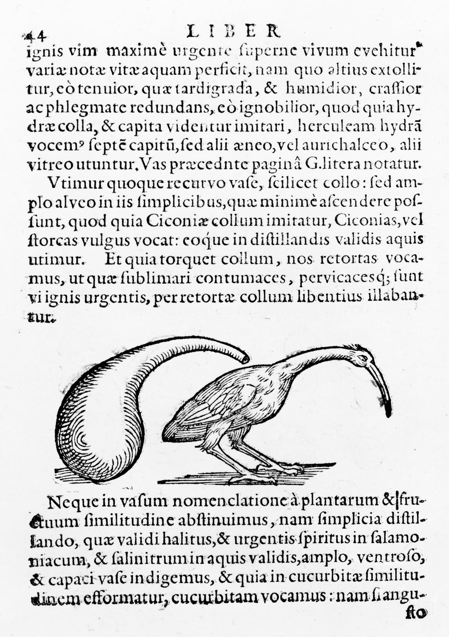 Fles en Ibis, illustratie uit De distillatione door Giambattista della Porta, gepubliceerd in 1610 door Giambattista della Porta