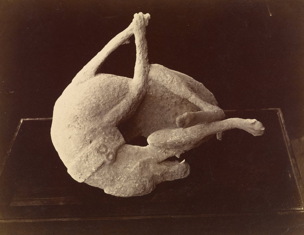 Gegoten beeld van een hond gedood door de uitbarsting van de Vesuvius, Pompeii door Giorgio Sommer
