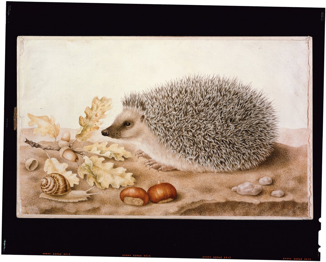 Een egel in een landschap door Giovanna Garzoni