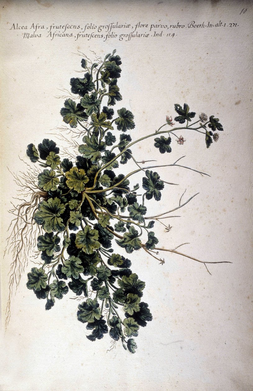 Alcea Afra - In "Historia botanica practica, seu plantarum, quae ad usum medianae pertinent, nomenclatura, descriptio et virtutes..." door Giovanni Battista Morandi door Giovanni Battista Morandi