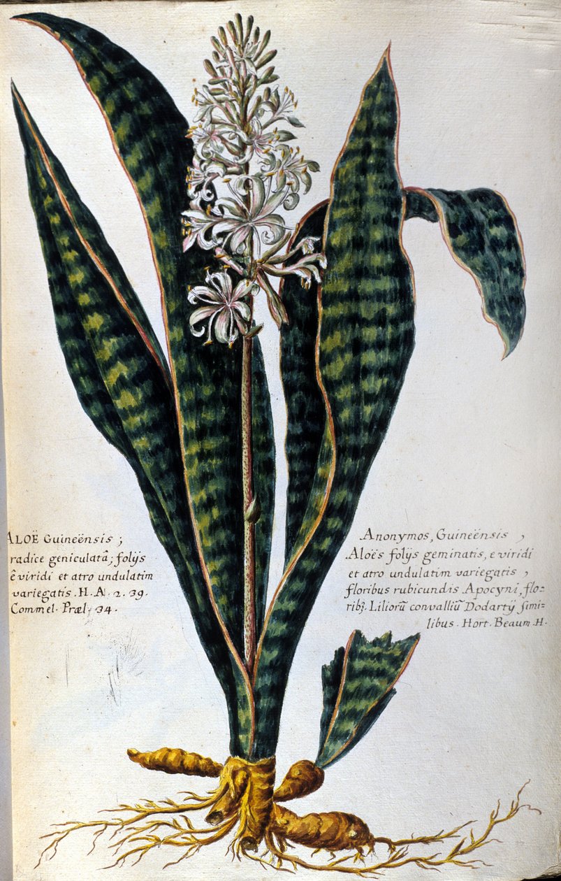Aloë. Geneeskrachtige plant. Gravure - in "Historia botanica practica, seu plantarum, quae ad usum medicinae pertinent, nomenclatura, descriptio et virtutes..." door Giovanni Battista Morandi