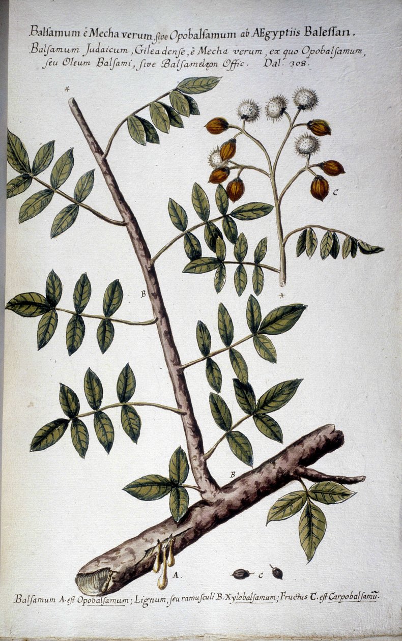 Opobalsamum (tak met hars) - In 