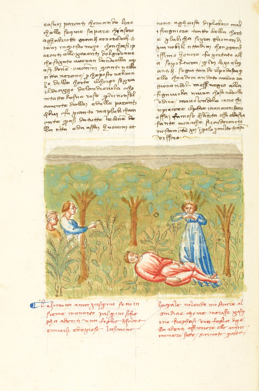 Decameron, De wijze plant - Dood van Pasquino , Vierde dag, kort verhaal 7. door Giovanni Boccaccio