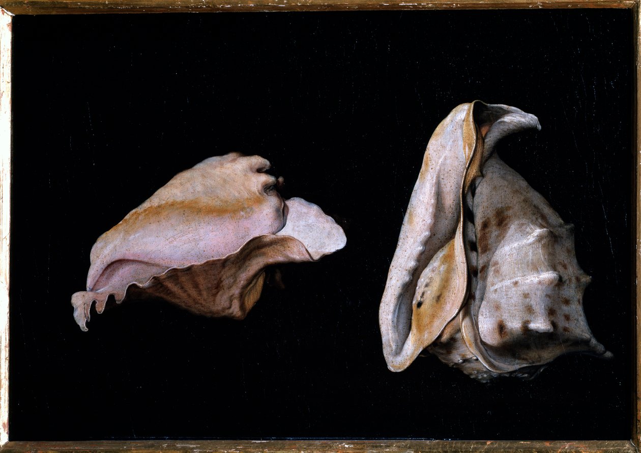 Twee schelpen (stilleven met zeeschelpen) door Giovanni Girolamo Savoldo