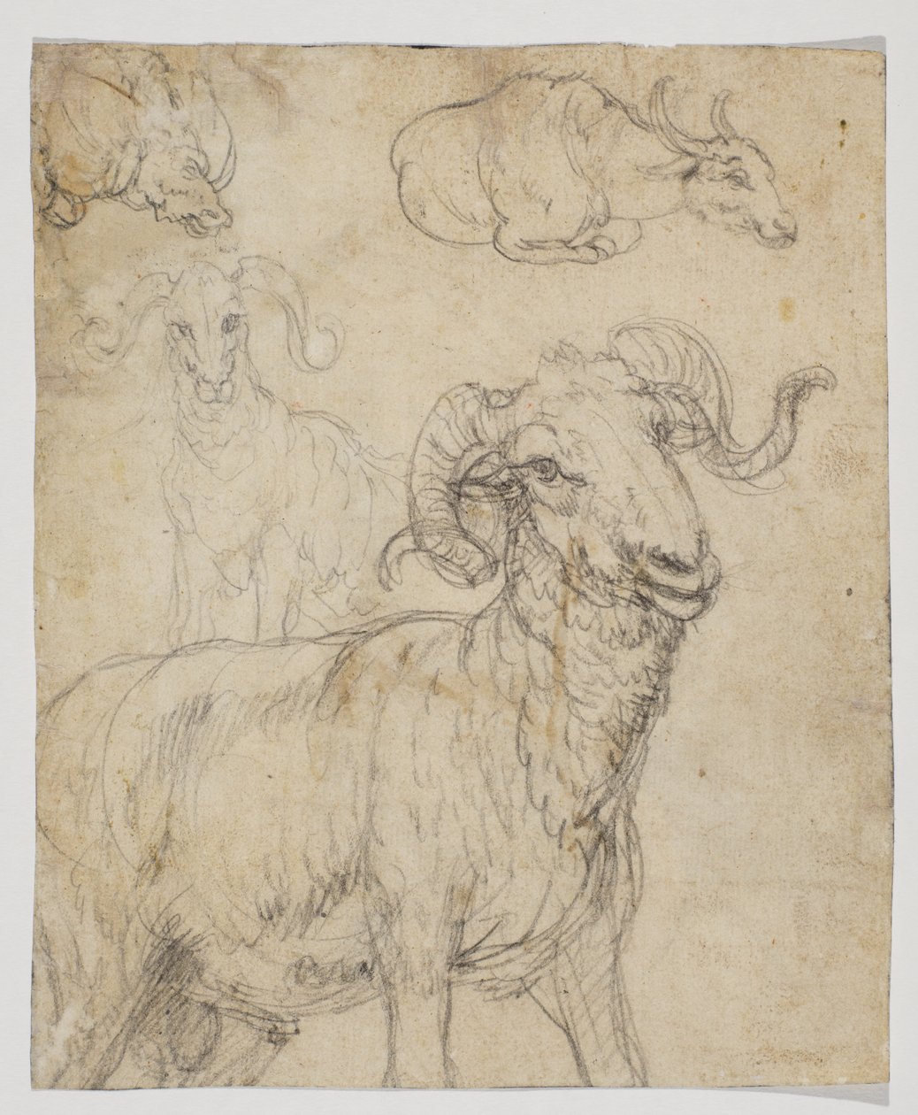 Ram en buffel, verso (krijt en aquarel tekening) door Giovanni da Udine (after)