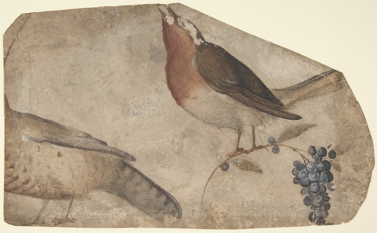 Vogel eet druiven recto, tijgerin verso door Giovanni da Udine