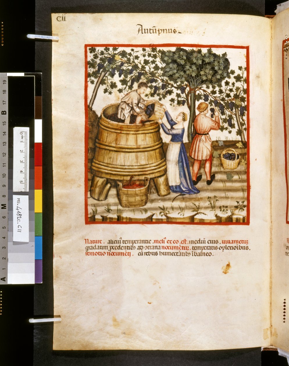 Theatrum sanitatis door Ububchasym de Baldach: 