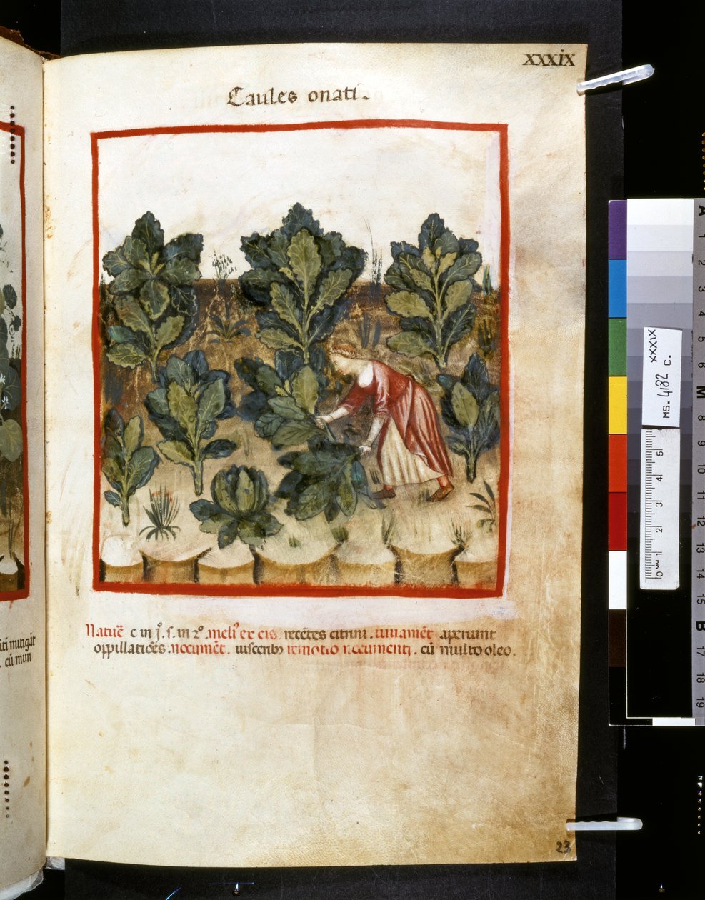 Theatrum sanitatis door Ububchasym de Baldach: 