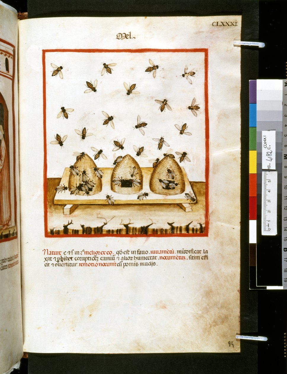 Theatrum sanitatis door Ububchasym de Baldach: 