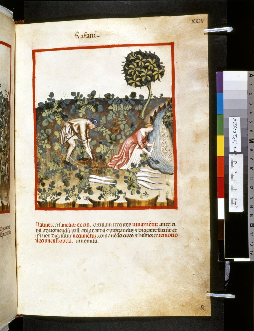 Theatrum sanitatis door Ububchasym de Baldach: 